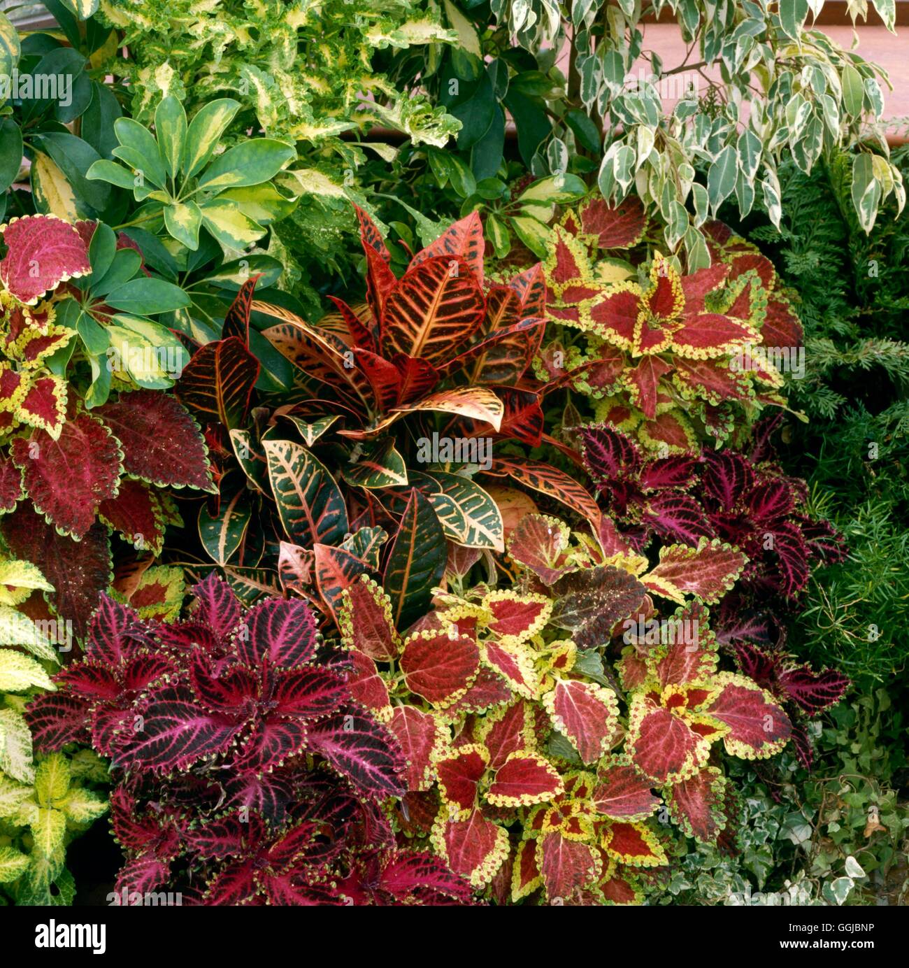 Houseplants - Mixed - With Croton  Solenostemon and Ficus benjamina `Variegata'   HPS058135     Phot Stock Photo